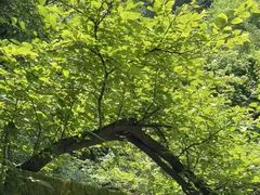-红崖峡谷景区