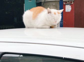 之前在学校附近遇见的一只大肥猫咪 慵懒的趴在别人车上