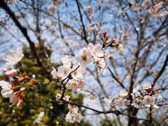 -高东镇樱花园
