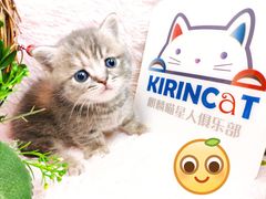 -十年猫舍·猫咪专门店(普陀店)