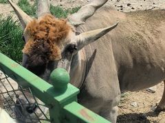 -新疆天山野生动物园