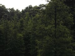 -番禺大夫山森林公园