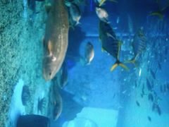 -北戴河圣蓝海洋公园