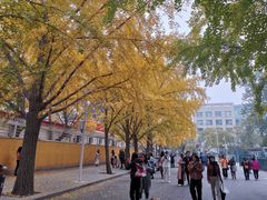 -三里屯东五街银杏大道