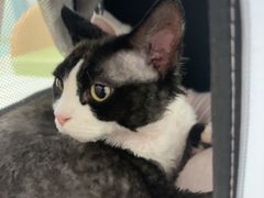 -北京观赏动物医院·24小时大型综合·猫专科·异宠专科