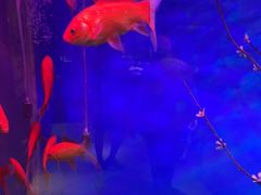 -蜀锦堂·川味现炒(襄阳武商汇店)