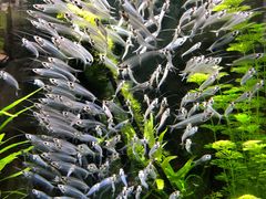 -迪拜水族馆及水下动物园