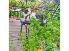-海边的猫和咖啡馆
