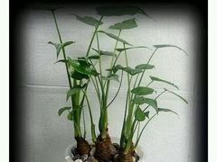 -首都电影院(天津店 中国巨幕)