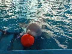 -海合安武汉极地海洋公园