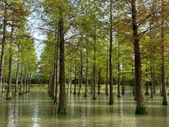 -泗洪洪泽湖湿地景区
