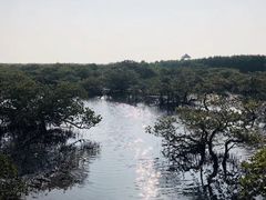 -北海金海湾红树林生态旅游区