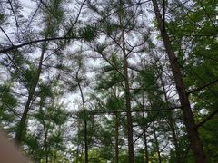 -滨湖塘西河公园