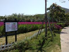 -亚龙湾国际玫瑰谷