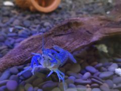 -上海大自然野生昆虫馆(东方明珠·爬宠昆虫探索中心)