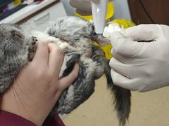 -瑞派·关忠动物医院·异宠专科·犬猫肿瘤·皮肤专科(望京店)