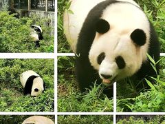 -广州动物园