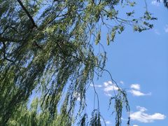 -莲花池公园