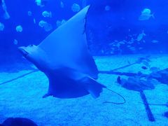 -烟台海昌鲸鲨海洋公园