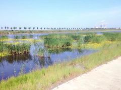 -呼兰河口湿地公园