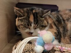 -猫房·猫吧·猫咖(龙湖时代汇店)