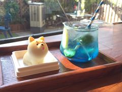 -柴犬高等学院·狗咖·柴犬售卖·宠物训练