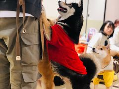 -逗柴咖啡屋·狗咖猫咖宠物桌游