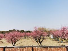 -上海杨姆庄园