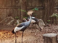 -清迈夜间动物园