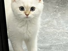 -汪小喵宠物·戴维斯乐芳希施宠馨宝皮毛调理洗护店