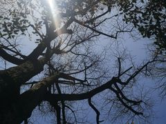 -十里琅珰