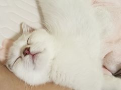 -欣宠猫屋·矮脚拿破仑·蓝金金渐层