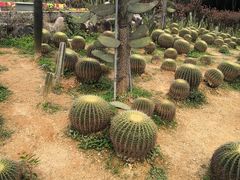 -松山湖梦幻百花洲