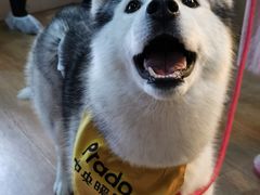 -Husky Go! 哈士奇体验馆·宠物咖啡厅狗咖