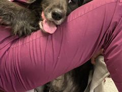 -爱诺耐芙动物医院(万博店)