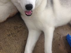 -TrueLove @ Neverland (Husky Cafe)