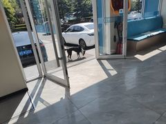 -德元·美联众合24小时动物医院(总院)