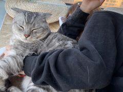 -Catmate·猫肥家润(金润铂宫店)