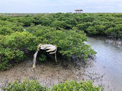 -北海金海湾红树林生态旅游区