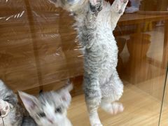 -猫十亿·布偶金渐层·曼基康矮脚猫舍(青年路店)