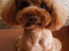 -瑞派旺宝宠物医院·犬猫全科综合·尿道专科(莲兴院)