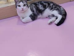 -爪爪喵星球·猫舍(前海卓越店)