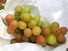 -马陆小张葡萄园农家乐