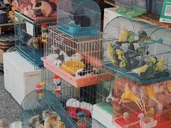 -清平路水族市场
