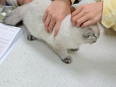 -瑞鹏宠物医院·夜间急症·心超·猫科(祖庙分店)