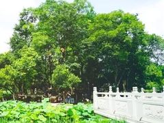 -莲湖公园