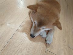 -是阿柴呀！柴犬咖啡·爱喵喵猫咖