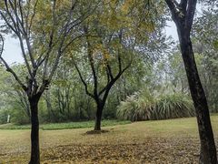 -盘龙城国家考古遗址公园