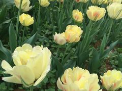 -洛阳郁金香牡丹园