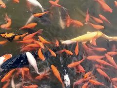 -石家庄市植物园